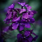 Flowers in the Rain